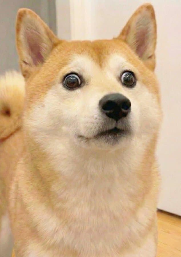 Momo the Shiba Inu with wide surprised eyes